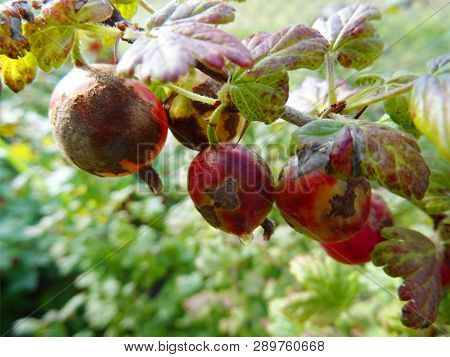 Red Gooseberries On A Branch Of Gooseberry Bush With A Powdery Mildew Podosphaera Mors-uvae On Berri