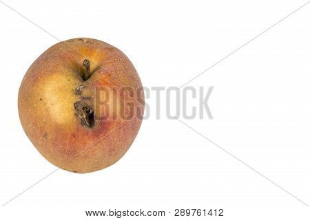 Boring Trace Of A Codling Moth Cydia Pomonella, In A Wormy Apple. On White Background. Place To Writ
