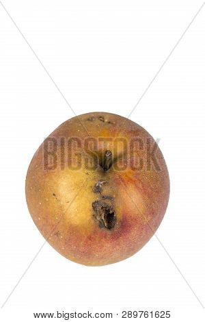 Boring Trace Of A Codling Moth Cydia Pomonella, In A Wormy Apple. On White Background. Place To Writ