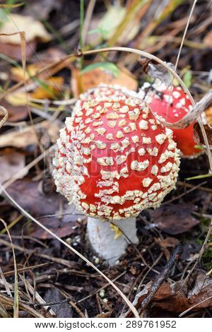 Beautiful Red Fly Agaric In Forest In Autumn Close-up Poison Grass