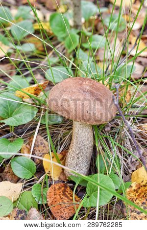 Fresh Boletus In Green Grass At Forest In Autumn Brown