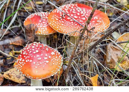 Fly Agaric In Grass With Stem With Needles In Forest In Autumn Medicine