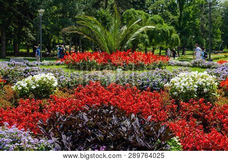 Flowers In A Public Park