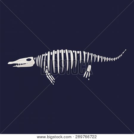White Skeleton And Bones Of A Pliosaurus.
