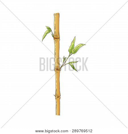 Brown Bamboo Stick With Green Leaves In Sketch Style Isolated On White Background.
