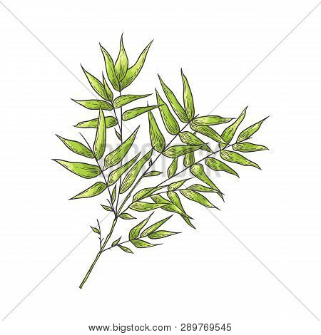 Bamboo Branch With Green Leaves In Sketch Style Isolated On White Background.