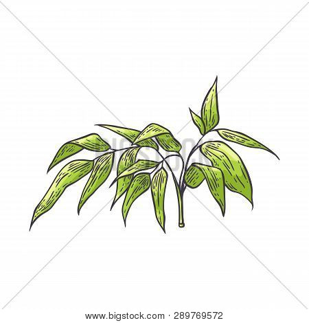 Bamboo Branch With Green Leaves In Sketch Style.
