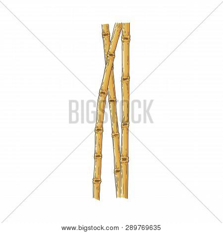 Bundle Of Brown Bamboo Sticks In Sketch Style Isolated On White Background.