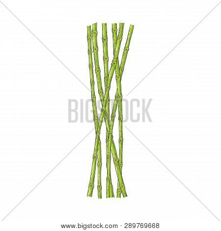 Bundle Of Green Bamboo Stems In Sketch Style Isolated On White Background.
