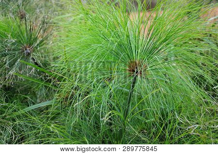 Group Of Cyperus Papyrus, The Nile Grass Or Paper Reed Growing In Swamp At Lake Shore