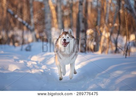 Portrait Of Funny, Happy Andcute Dog Breed Siberian Husky With Tonque Hanging Out Running On The Sno