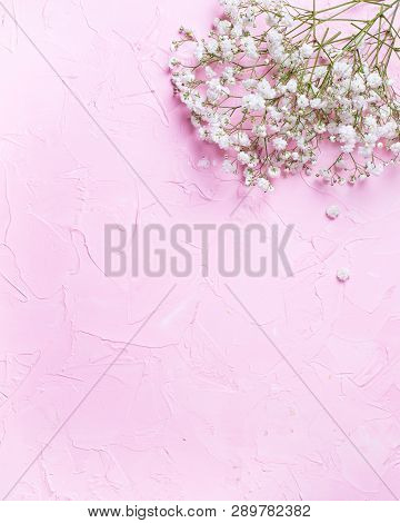 Fresh White Gypsofila  Flowers  On  Pink Textured Background. Top View. Place For Text. Flat Lay. Ve