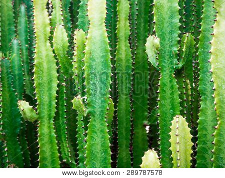 Big Cactus Outdoor In Desert. Green Cactus With Thorns. Plant Cactus With Spines. Nature, Floral Bac