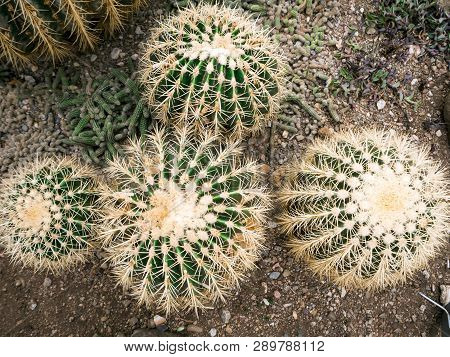 Big Echinopsis Subdenudata Cactus Plant. Saguaro Cactus, Also Known As Cardon Grande Cactus, Echinop
