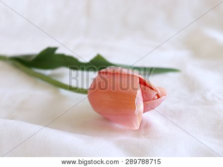 Styled Stock Photo. Spring Feminine Scene, Floral Composition. Beautiful Tulip On White Background. 