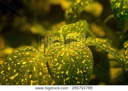 Golden Green Blurred Misty Floral Background With Mottled Leaves Of Hypoestes In The Foreground