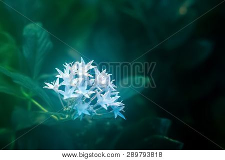 Green Blurred Misty Floral Background With White Glowing Flowers In The Foreground