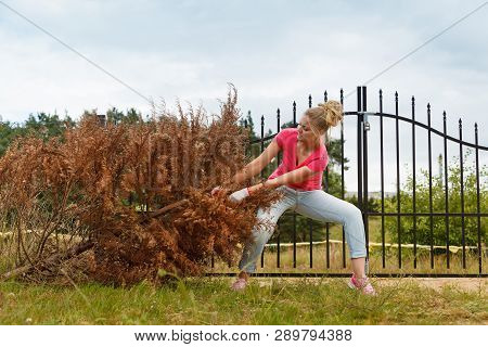 Woman Gardener Removing And Pulling Withered Dried Thuja Tree From Her Backyard. Hard Yard Work Arou