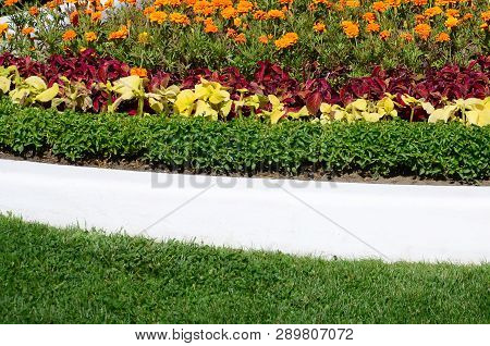 Coleus Flowerpot. Beautiful Perspective Of Natural Coleus Plant Leaves