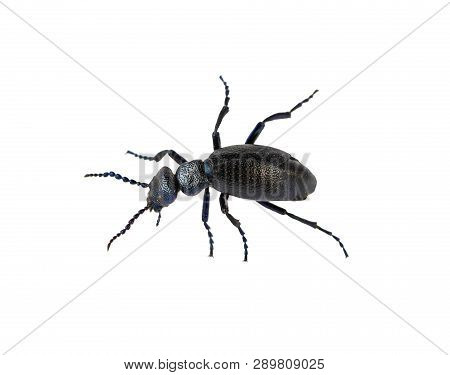 Oil Beetle Black Beetle Creeps Meloe Proscarabaeus Male M. Proscarabaeus On White