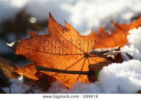 Foglia d'acero sulla neve