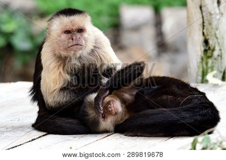 Portrait Of Two Panamanian White Faced Capuchin (cebus Imitator) Monkeys In A Zoo