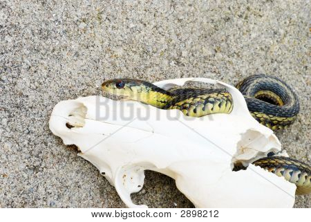 Thamnophis v Fox lebky