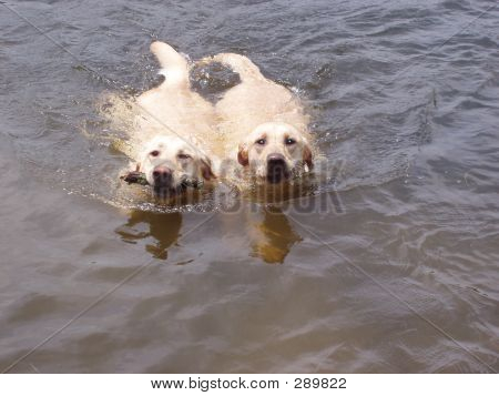 Hunde
