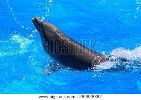 Portrait Of A Dolphin Swimming In The Water