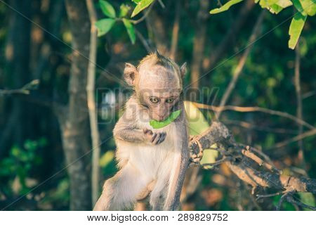 A Little Monkey Is Eating A Leaf Is Among The Forest .which It Is A Monkey That Lives On Sam Muk Mou