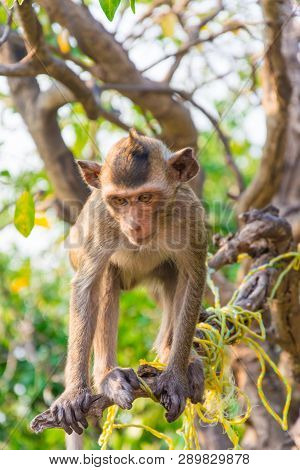 A Monkey Is Climbing On The Branch. Which This Sam Muk Mountain Has A Monkey Lives Greatly .