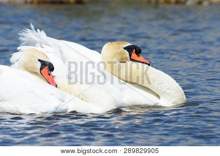 Two Mute Swans In The Water Performing A Courting Ritual