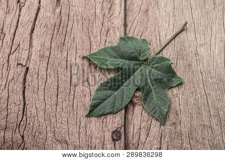 Leaf Of Gulupa Plant On Wooden Background