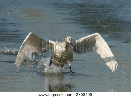Swan lądowania