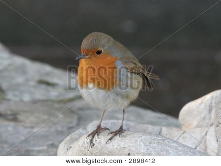 Robin