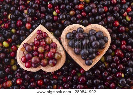 Fruit Of Wild Agaz (vaccinium Meridionale)