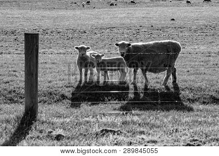 Sheep, Back Lit-lit By Setting Sun Ewe And Two Lambs Looking Inquisitvely Throughstrands Of Barbed W