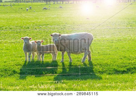 Sheep, Back Lit-lit By Setting Sun Ewe And Two Lambs Looking Inquisitvely Throughstrands Of Barbed W