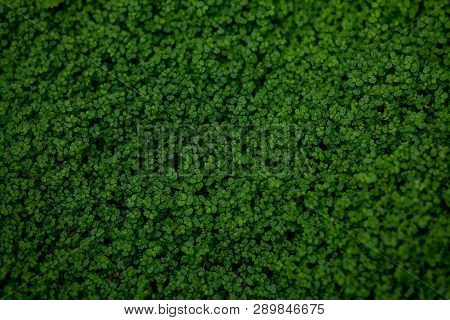 Full Frame Shot Of Ground Ivy, Textured Background
