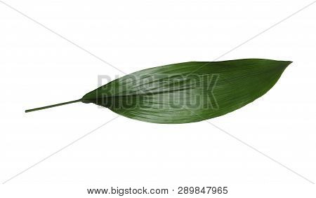 Leaf Of Tropical Aspidistra Plant Isolated On White