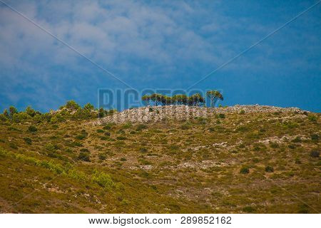 Bucolic Landscape With Pines On A Hill Under Blue Sky