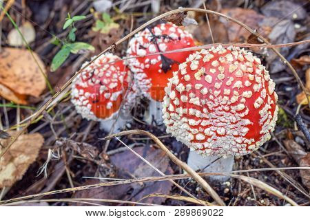 Three Colorful Poisonous Amanita In Forest Under Tree In Autumn Natural
