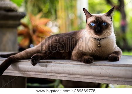 Siamese Cat