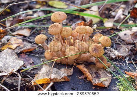 Heap Of Honey Agaric On Wooden Surface Of Stump Close Up Natural