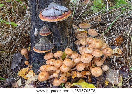 A Lot Of Fungus Under Tree At Autumn