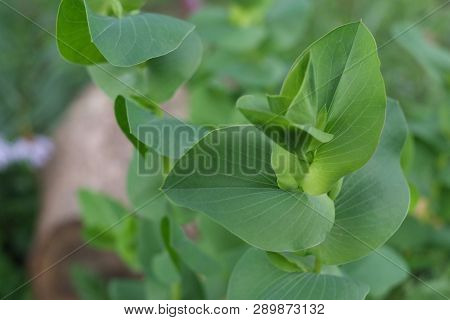 Macro Close Up Of Flower Germ In The Fields At Morning, Grass Lower, Natural Background. Summer Time