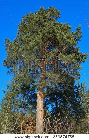 A Tall Pine With Sky Background Green