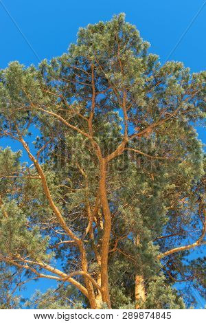 Brown Pine With Blue Sky Background Forest
