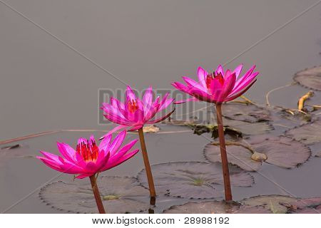 บัวชมพู 3