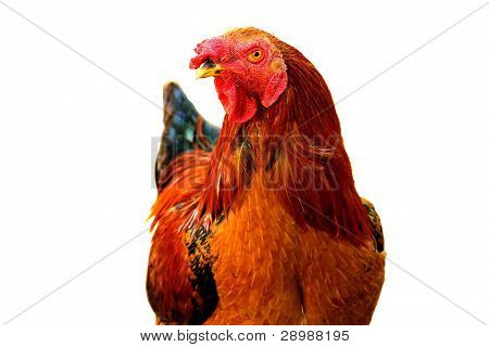 ไก่สีแดง